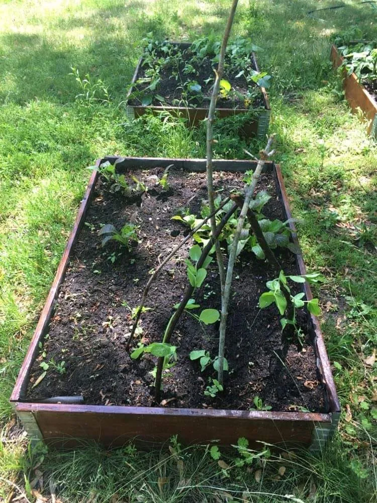 Ogród warzywny
